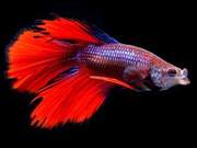 The Top 10 Most Beautiful Fish