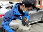 Black-necked Cranes 'Fall Out of Line' Due to Weakness and Transported to Bifengxia Rescue Center