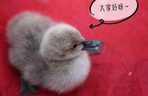 First Black Swan Baby Born at Xianghu Lake