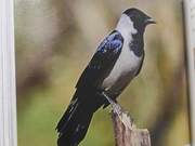 Birds of the Yellow River Delta – Dawurili Snowfinches