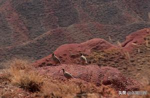 Zhangye, Gansu: Seeking Food and Joy in the Stone Chicken Gorge on a Spring Day