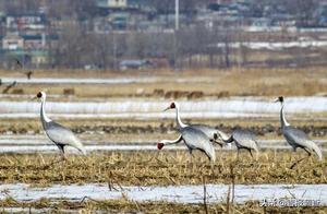 Hunchun Jingxin Marsh Welcomes Thousands of Migratory Birds, White-Necked Cranes Truly 'Stand Out'