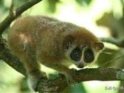 National First-Level Protected Animal List 1 – Bee Monkey