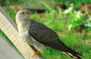 Common Barn Swallows in Rural Areas, Actually a Species of Thrush, Often Parasitize Other Birds' Nests