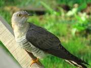 The Common Grasshopper Warbler (Pheasant Bird) – Actually a Great Cuckoo, a Parasitic Nesting Bird