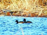 The Reappearance of this 'Duck' is Rarer than Pandas – Only About 400 Individuals Worldwide