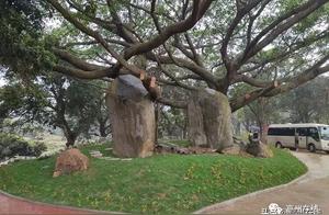 Guangzhou Fosizi Ridge Forest Park Anshang Stone Scenic Area Renovated – A New and Exciting Place to Visit!