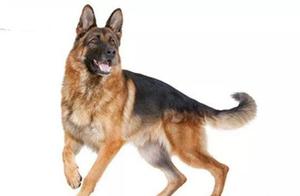 Top 10 Dog Breeds Most Suitable for Police Work on Earth, German Shepherds Lead the List, Rottweilers Rank Second