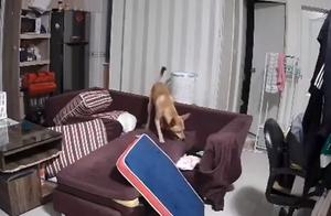 Dog Destroys One Sofa Per Month, She Only Replaced with Wood; Netizens: 'Should Buy Marble One'