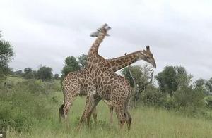 Two 6-Meter Giraffes Battle in South Africa, Engaging in Frenzied 'Neck' Attacks, Returning to Elegant Coolness Post-Fight