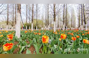 Cloud Viewing Flowers | Jinan International Flower Port: A Kaleidoscope of Flowers, Like Having the Whole Spring