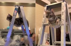 Carpenter Repairs Ceiling Fan with Ladder; Cat ‘Pipi’ Joins the Fun