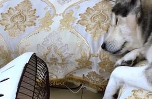 Two-Headed Dog Dozes While Roasting on Fire, Yellowed and Scorched Fur Causes Owner to Laugh