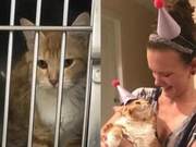 The huge changes after a cat is adopted – their eyes have become much gentler.