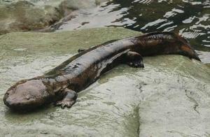 With a 2-meter Newt, It Is a Delicacy in the Eyes of Poachers, On the Verge of Extinction, Only Breeding Can Save It