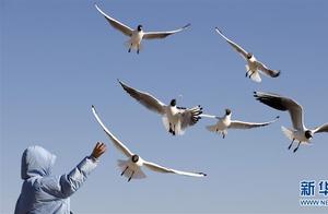Spring on the Frontier: Gulls in Formation