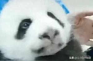 Baby Pandas Choke on Milk During Feeding, Keeper ‘Emergency Rescue’, Netizens: ‘I Want to Raise One!’