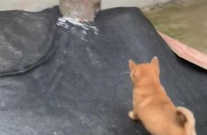 Watching a stray dog run with a live animal in its mouth, the woman was about to be happy, but frowned upon closer inspection.