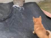 Watching a Native Dog Running with a Live Animal