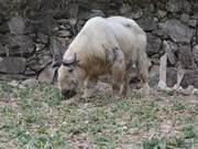 Wild Bactrian Camels Spotted in Chang’An Village’s Small Mountain Village, Leisurely Feeding in Rapeseed Fields