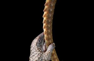 These photos of endangered wild animals are masterpieces, and we hope they are not just seen in pictures.