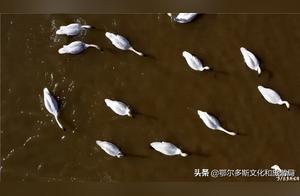 Ten Thousand Swans Descend on Daratog Banner, Ordos, Performing a Spring Fairy Tale!