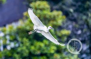 Nanchuan, Chongqing: Egrets Dance in the Sunshine