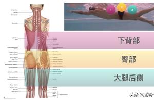 Free Swimmer's Knee and Hip Joint Muscle Soreness? A Solution Set to Help You Return to Correct Technique