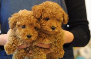 I Suffered These 6 Illnesses, All Because of a Teddy Dog