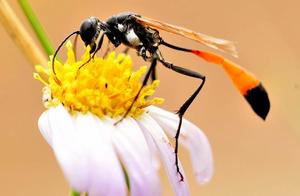 Sand Bees: Hunting Masters During Reproduction