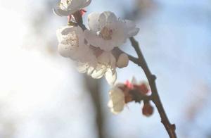 Longqing Zhang Xia Ten Thousand Acres of Apricot Blossom Garden Opens in Stages After Temperature Scanning