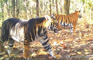 Black Tigers Emerge in India, Challenging Mythical Claims; Facing Extinction Risk
