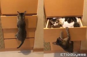 Cat Avoids Harassment by Hiding in Cabinet, Tabby Cat Discovers Another Companion