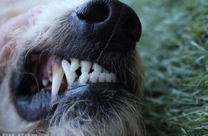 Why Dog Teeth Were Made into Talismans? More Than Just Beautiful, It Holds Deep Meaning and is Related to Xiao Tian ()