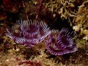 Marine Primitive Organisms (25) - Tubeworms (4): Purple and White Right-Handed Tubeworm (Ambon)