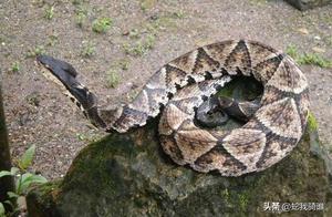 Three Common Venomous Snakes in Rural Areas – Due to Their Strong Toxicity, Villagers Rarely Provoke Them