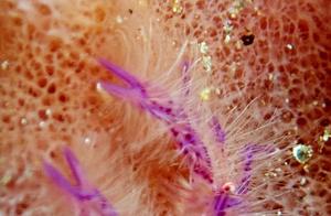 Shrimp & Crabs (9): Shrimp (7) - An Crab (Hairy Squat Lobster)