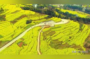 Yibin Zhongd Town's Rapeseed Flowers: The Earliest to Bloom, Worthy of the Title of 'Spring's First Guest'