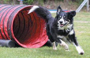 Want to Let Your Dog Participate in Agility Competitions? Here's What Dog Owners Need to Know First