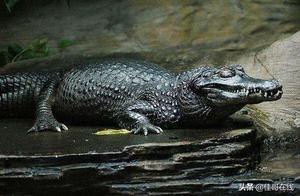 5 Amazon Rainforest ‘Super Creatures’, Each One Unstoppable