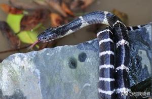 How to Identify Venomous Snakes? It's a Saying by Laymen!