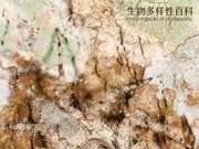 Encyclopedia of Biodiversity: Malayan Jumping Spider – The ‘Ranger’ of the Forest