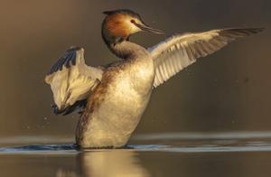 The Swan Goose's Spring
