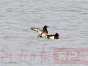 Spring River Water Warmer, Ducks Know First; Critically Endangered Blue-headed Ducks Make a 'Visit' to Jiaozuo