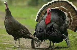 What feed do rural chickens get? How much feed does a chicken need per day?