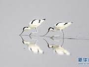 Inner Mongolia: Wetlands Welcome Large Number of Migratory Birds