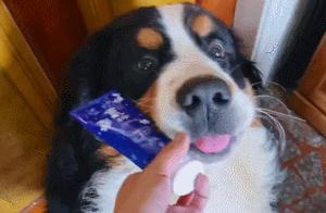 Dog Caught Using Owner's Facial Cleanser, Extremely Sheepish; Attempts to Deceive with Embarrassing Results