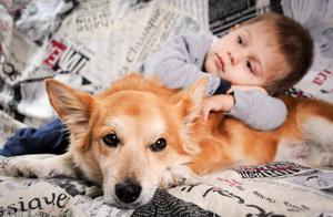 Actually, Corgi Dogs Have Many Advantages, Netizens: I Really Want to Adopt One!
