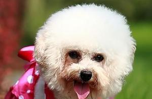 Poodle Puppies Have Tear Marks, How to Remedy? Teach You 6 Little Tricks, No Reservations!