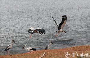 Critically Endangered White-necked Cranes Flock to Weize
